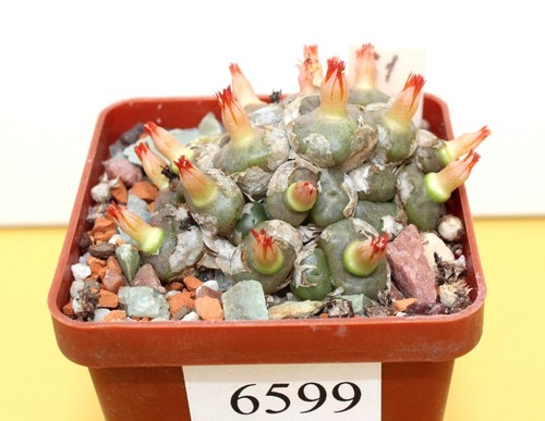 Conophytum angelicae grande