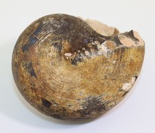 Ammonite, Cladiscites neortus