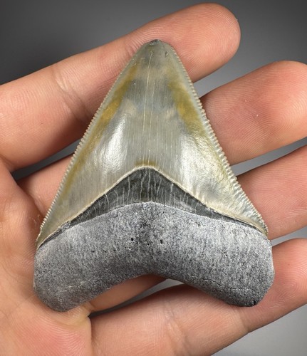 Dente squalo megalodonte - di,