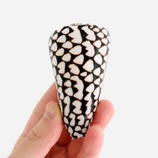 Conus marmoreus grand - conus, marmoreus,