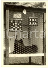 1931 SANREMO Mostra Canina Internazionale - Esemplare di CHOW CHOW  *Foto 13x18