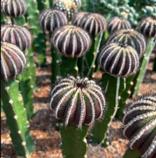 Raresucculente uebelmannia - raresucculente,