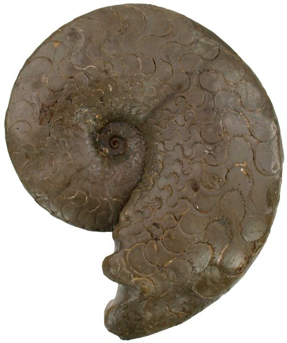 Trias discoceratites - trias,