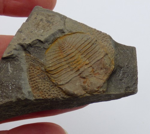 Fossil trilobite declivolitus - fossil,
