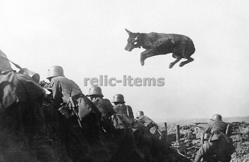Foto ww1 trincea cane - ww1,