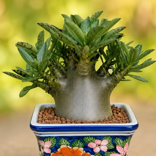 Ploy tong dang adenium - ploy-tong-dang, obesum