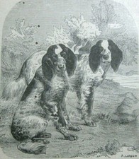 stampa antica RAZZA CANE SPAGNUOLO CANI  - 1888