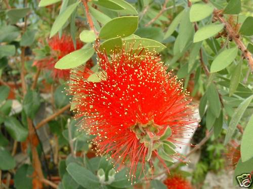 Callistemon laevis - callistemon,