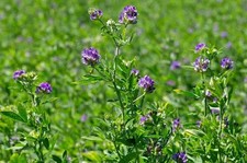 ERBA MEDICA - ERBA MEDICAGO