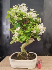 bonsai di melo   h 62 cm
