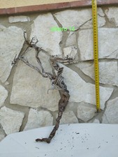 Alberelli Timo per diorami bonsai ulivo secolare  - Pezzi unici