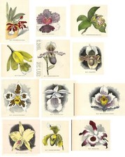 Antique Botanical Prints LOT