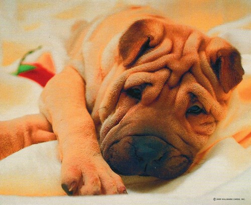Springbok shar pei pezzi - 80,