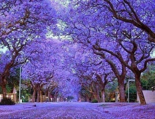 Semi paulownia freschi - semi,