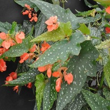 Angel Wing Begonia Lois Burke