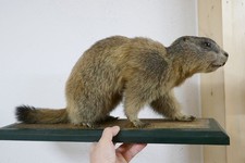 Vecchio bellissimo preparato