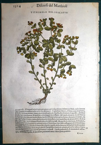 Stampa antica mattioli - stampa,