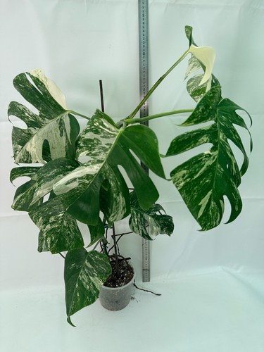 Monstera deliciosa albo - deliciosa,