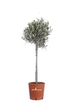 Pianta di Ulivo Ornamentale