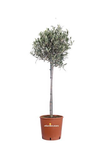 Pianta ulivo ornamentale - pianta,