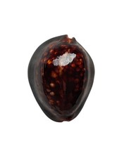 SHELL CONCHIGLIA CYPRAEA MAURITIA MAURITIANA mm.60 beautiful one RANGIROA