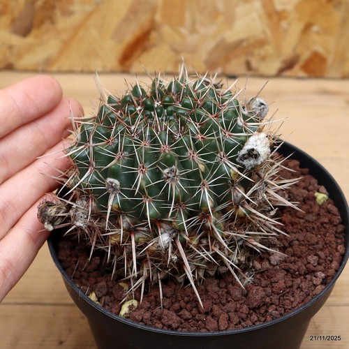 Notocactus submammullosus vaso - notocactus,