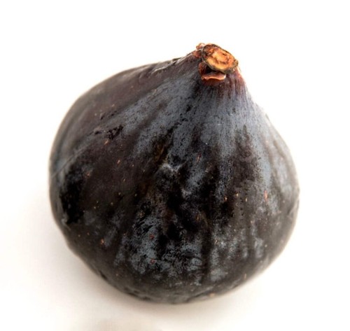 Ficus carica pantera nera - ficus, cv