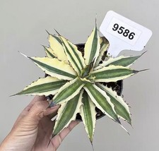 Raro vaso da giardino 1 pz