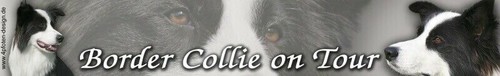 Adesivo border collie - border,