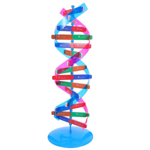 Kit modello molecolare dna - modello,