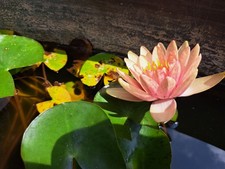 NINFEA RUSTICA LITTLE SUE PIANTA ACQUATICA PALUSTRE per minipond e laghetti