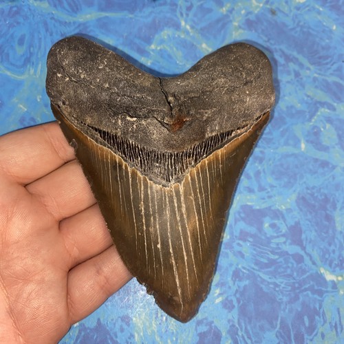 Megalodonte dente squalo - dente,