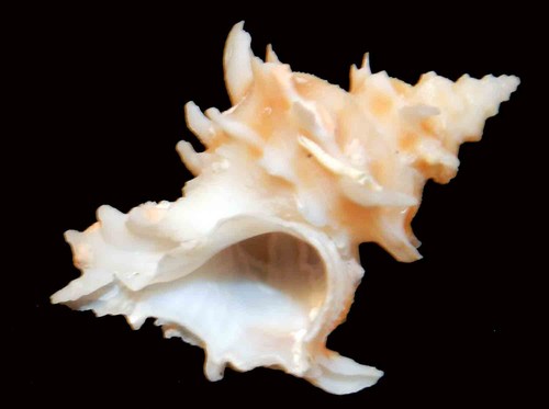 Babelomurex spinosus 32 - mm,