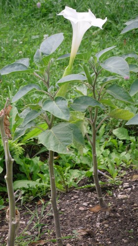 Min semi pungiglione - 20,