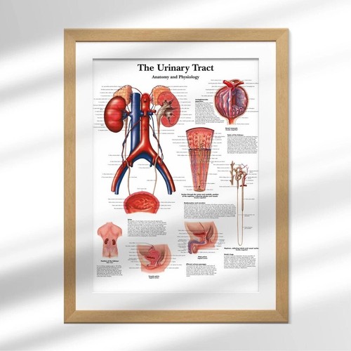 Diagramma grafico anatomico