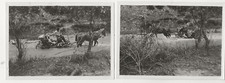 1022 foto bor serbia - foto, e