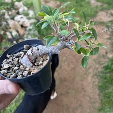 Bonsai ficus retusa - bonsai, semi