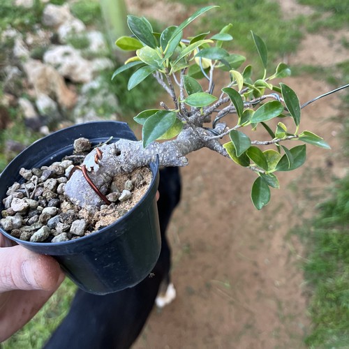 Bonsai ficus retusa semi - ficus, /