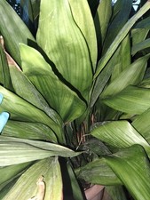 Aspidistra elatior – pianta