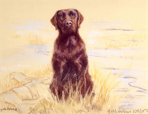 Labrador retriever chocolate - labrador,