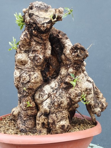 Bonsai olivastro 40x30cm - bonsai,