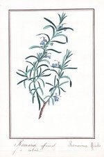 Rosmarino Erbe Botanica