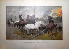 Stampa antica cavalli - stampa,