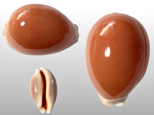 Cypraea aurantium davao - cypraea, aurantium,