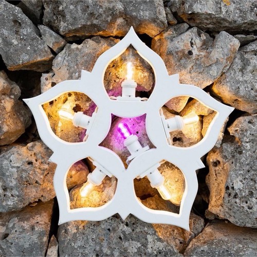 Luminaria salentina fiore - luminaria,