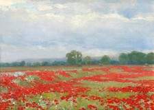 Campo papaveri paesaggio - campo,