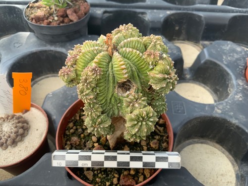379 aztekium ritteri wysiwyg - 379,