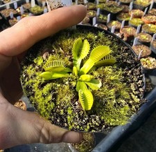 Dionaea muscipula 'All Green'