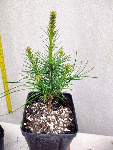 Eastern white pine year - white, old