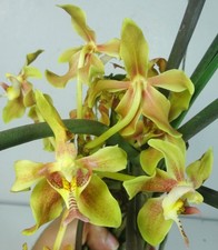 Paraphalaenopsis denevei